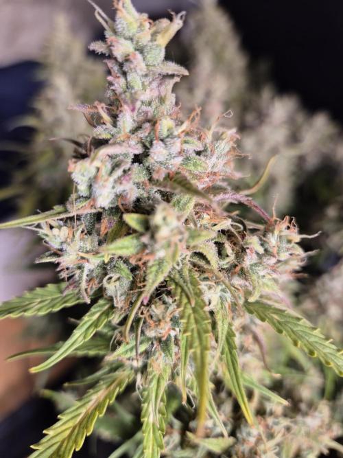 GTools Platinum Mimosa Cookies XL. Week 9