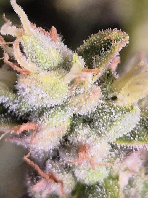 GTools Platinum Mimosa Cookies XL. Week 9