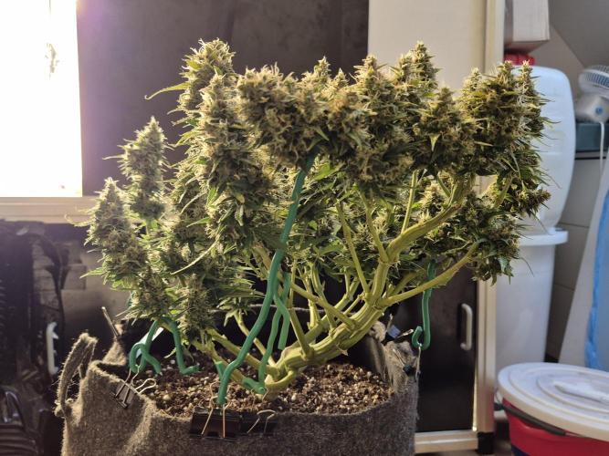 GTools Platinum Mimosa Cookies XL. Week 9