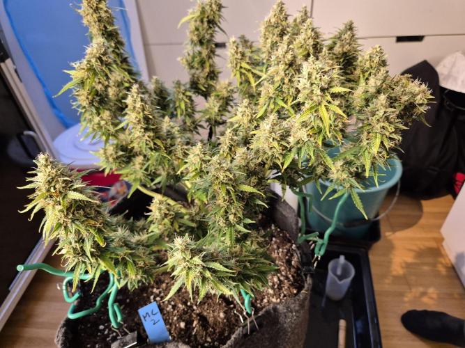 GTools Platinum Mimosa Cookies XL. Week 9 - pH 6.7   six seven lol