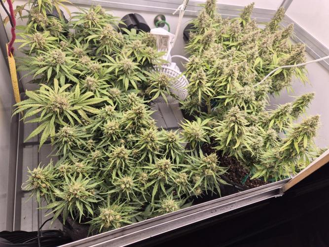 GTools Platinum Mimosa Cookies XL. Week 9