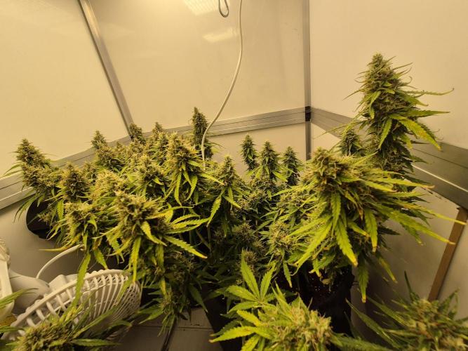 GTools Platinum Mimosa Cookies XL. Week 9