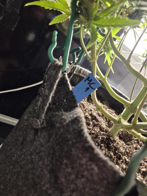 GTools Platinum Mimosa Cookies XL. Week 9