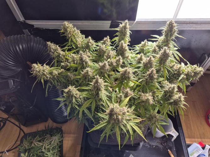 GTools Platinum Mimosa Cookies XL. Week 9