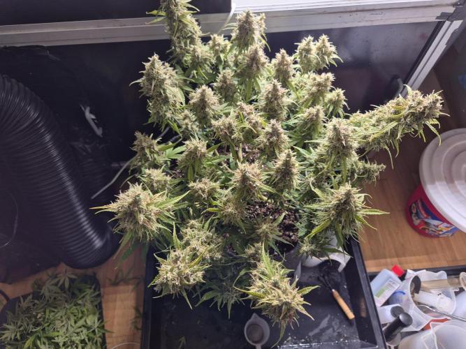 GTools Platinum Mimosa Cookies XL. Week 9