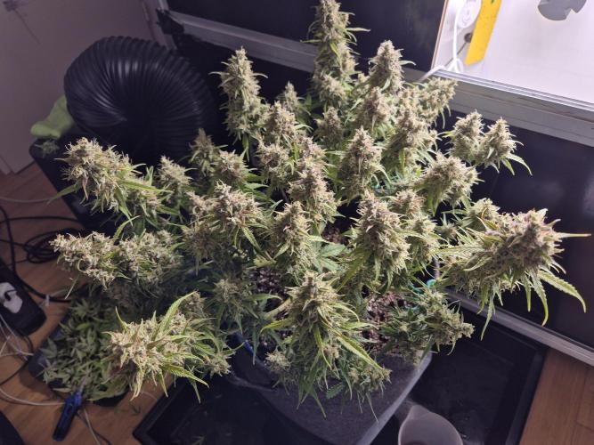 GTools Platinum Mimosa Cookies XL. Week 9