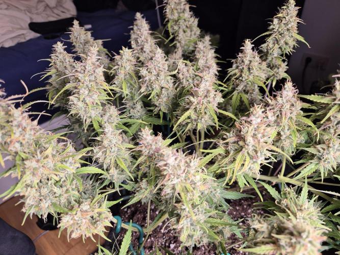 GTools Platinum Mimosa Cookies XL. Week 9