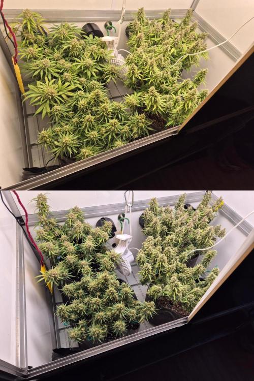 GTools Strawberry banana. Week 9