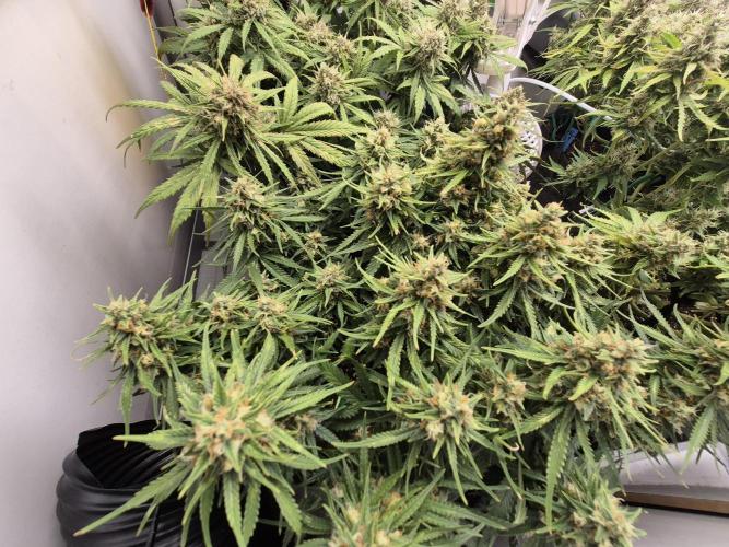 GTools Strawberry banana. Week 9