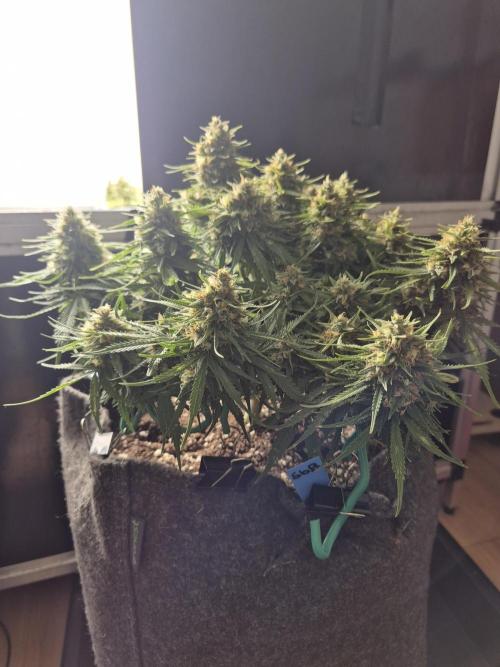 GTools Strawberry banana. Week 9