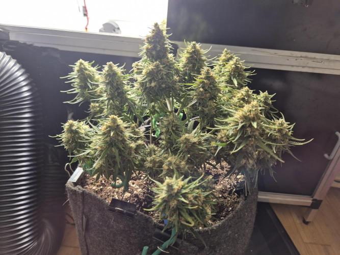 GTools Strawberry banana. Week 9