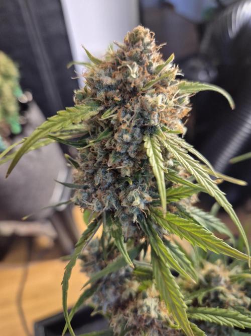 GTools Strawberry banana. Week 9