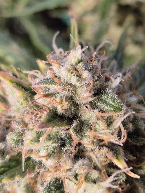 GTools Strawberry banana. Week 9