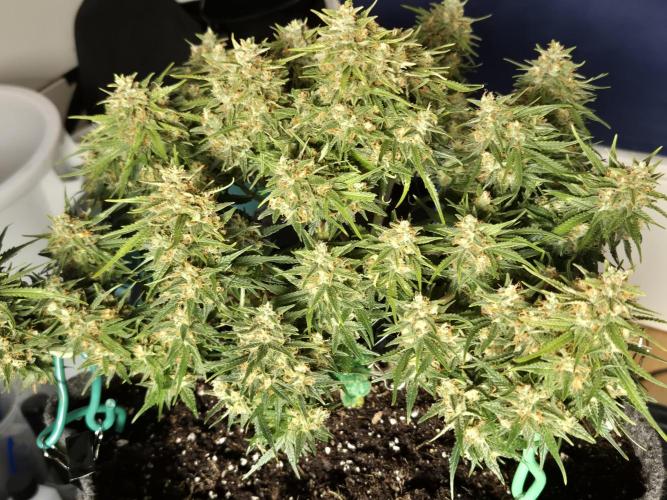 GTools Strawberry banana. Week 9