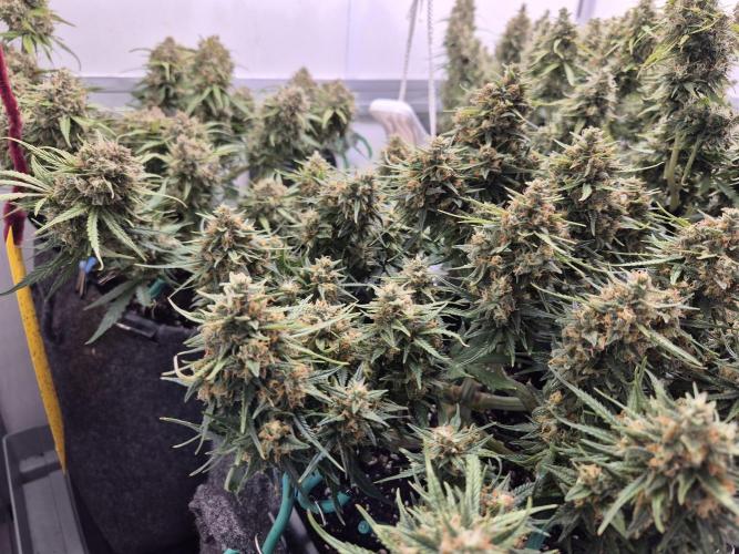 GTools Strawberry banana. Week 9