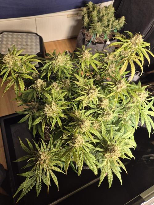 GTools Orange bud auto. Week 9