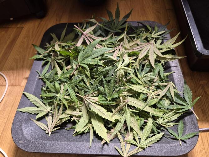 GTools Orange bud auto. Week 9