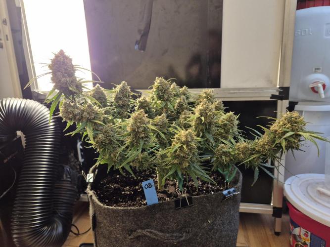 GTools Orange bud auto. Week 9