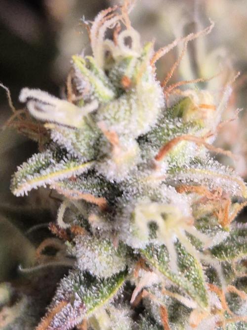 GTools Platinum Mimosa Cookies XL. Week 10