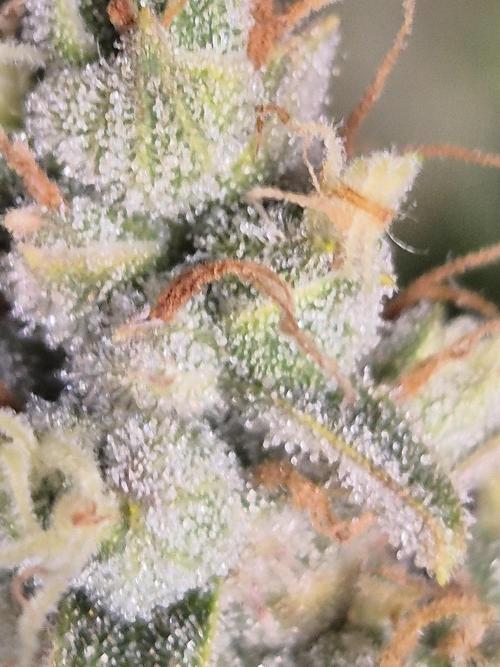 GTools Platinum Mimosa Cookies XL. Week 10