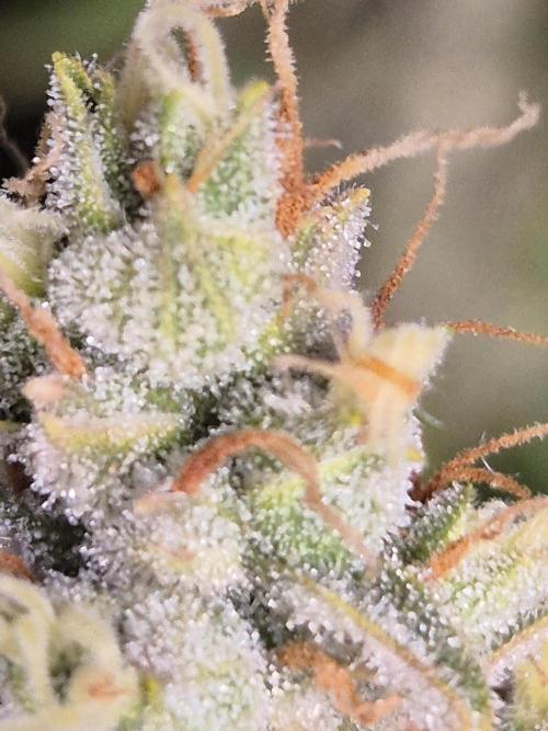 GTools Platinum Mimosa Cookies XL. Week 10