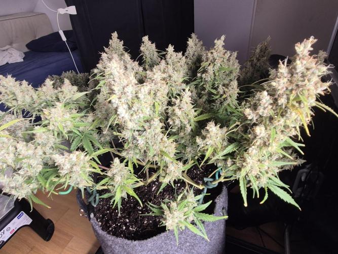 GTools Platinum Mimosa Cookies XL. Week 10