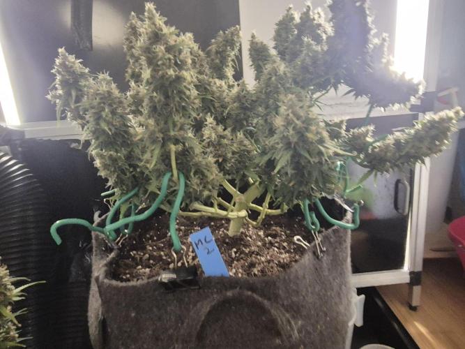 GTools Platinum Mimosa Cookies XL. Week 10