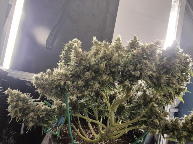 GTools Platinum Mimosa Cookies XL. Week 10