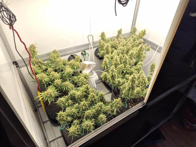 GTools Platinum Mimosa Cookies XL. Week 10