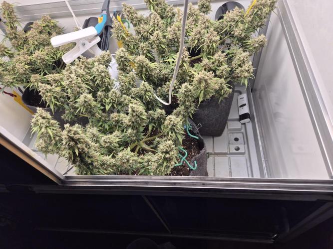 GTools Platinum Mimosa Cookies XL. Week 10