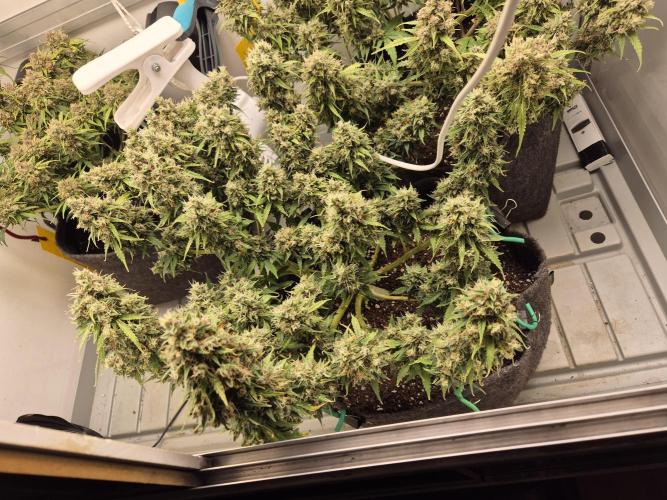 GTools Platinum Mimosa Cookies XL. Week 10