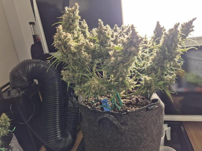 GTools Platinum Mimosa Cookies XL. Week 10