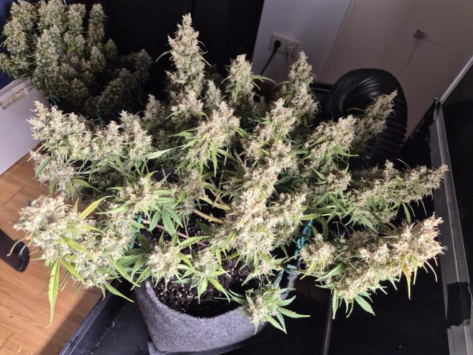 GTools Platinum Mimosa Cookies XL. Week 10