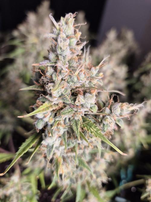 GTools Platinum Mimosa Cookies XL. Week 10