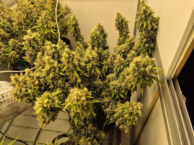 GTools Platinum Mimosa Cookies XL. Week 11