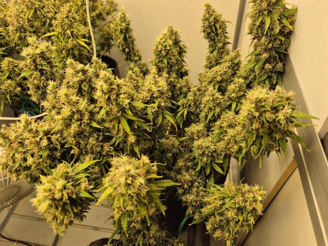 GTools Platinum Mimosa Cookies XL. Week 11