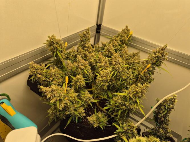 GTools Platinum Mimosa Cookies XL. Week 11