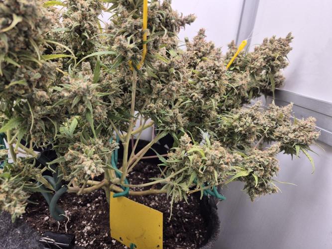 GTools Platinum Mimosa Cookies XL. Week 12