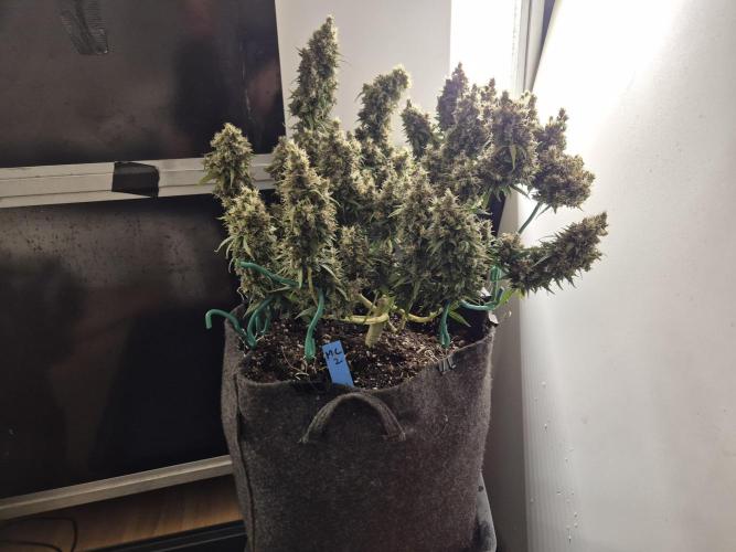 GTools Platinum Mimosa Cookies XL. Week 12