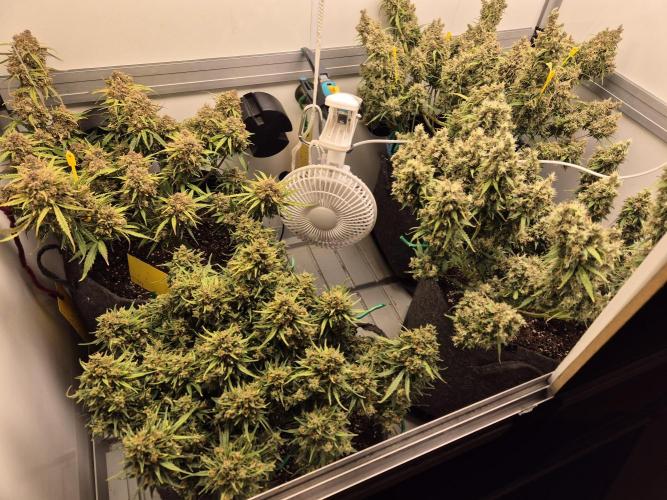 GTools Platinum Mimosa Cookies XL. Week 12