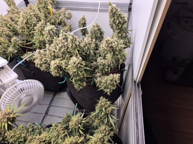 GTools Platinum Mimosa Cookies XL. Week 12