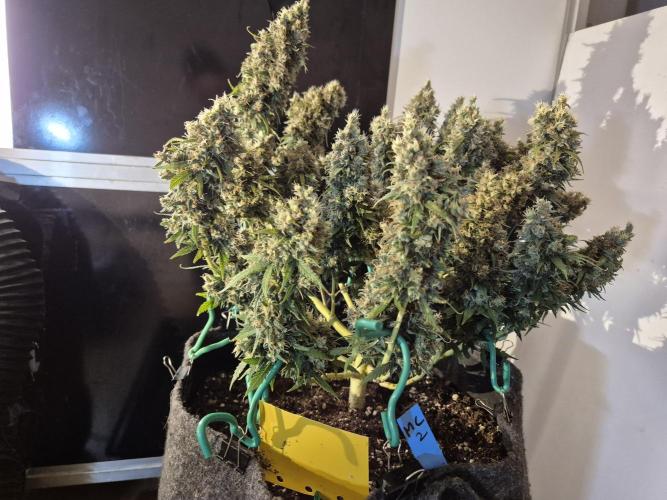 GTools Platinum Mimosa Cookies XL. Week 12