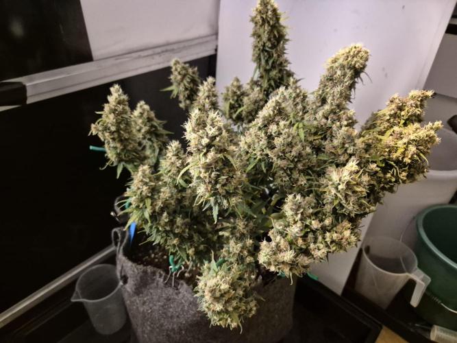 GTools Platinum Mimosa Cookies XL. Week 12