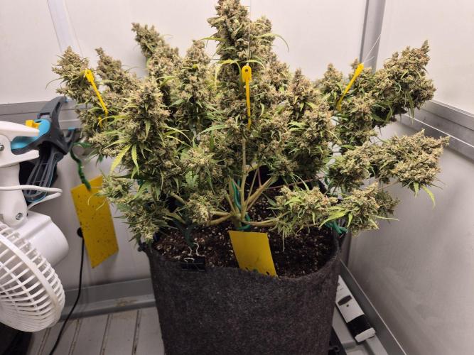 GTools Platinum Mimosa Cookies XL. Week 12