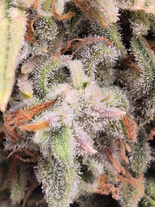 GTools Platinum Mimosa Cookies XL. Week 12