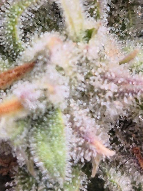 GTools Platinum Mimosa Cookies XL. Week 12