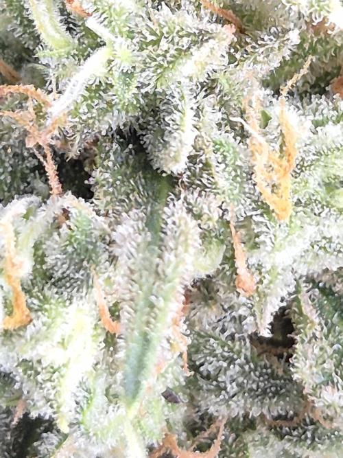 GTools Platinum Mimosa Cookies XL. Week 12