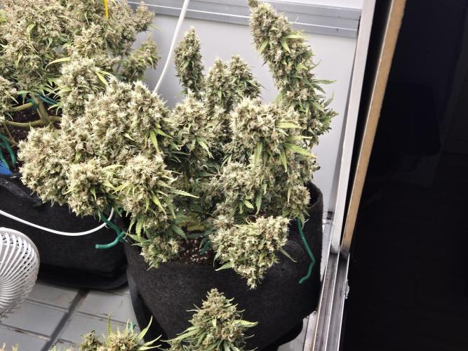 GTools Platinum Mimosa Cookies XL. Week 12