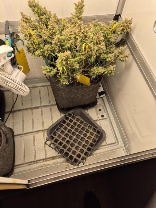 GTools Platinum Mimosa Cookies XL. Week 12