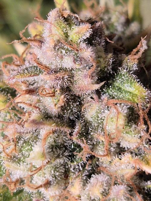 GTools Orange bud auto. Week 10